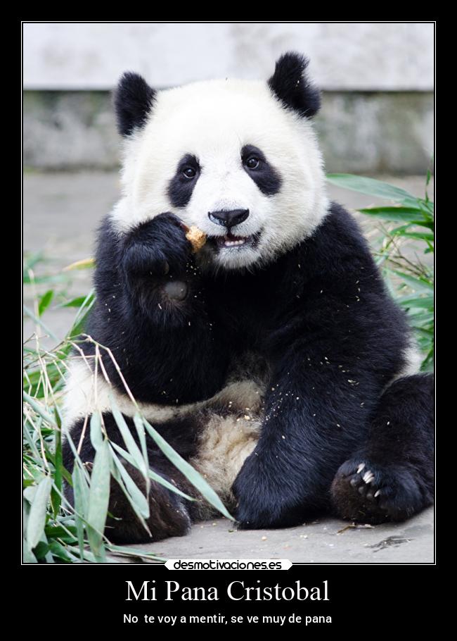 Mi Pana Cristobal - No te voy a mentir, se ve muy de pana