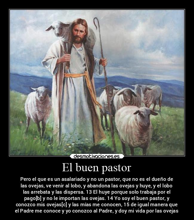 El buen pastor - Pero el que es un asalariado y no un pastor, que no es el dueño de
las ovejas, ve venir al lobo, y abandona las ovejas y huye, y el lobo
las arrebata y las dispersa. 13 El huye porque solo trabaja por el
pago[b] y no le importan las ovejas. 14 Yo soy el buen pastor, y
conozco mis ovejas[c] y las mías me conocen, 15 de igual manera que
el Padre me conoce y yo conozco al Padre, y doy mi vida por las ovejas