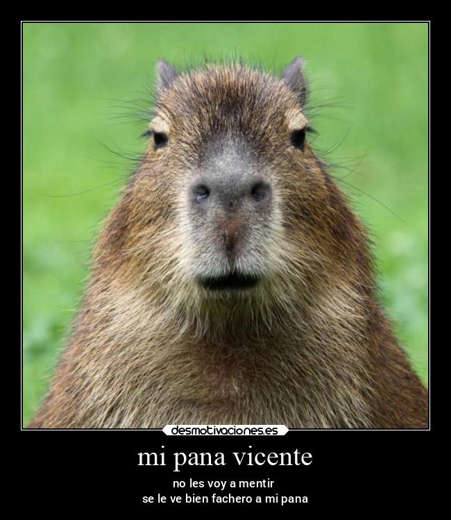 mi pana vicente - 