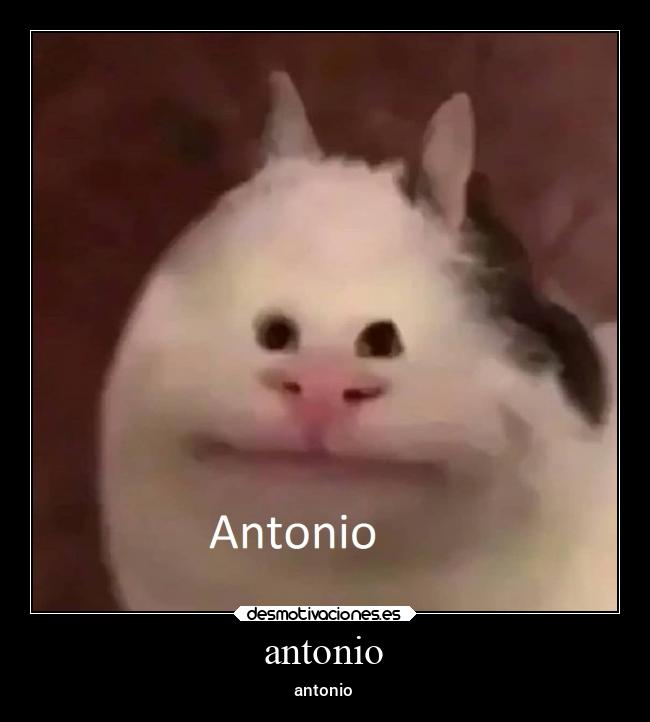 antonio - antonio