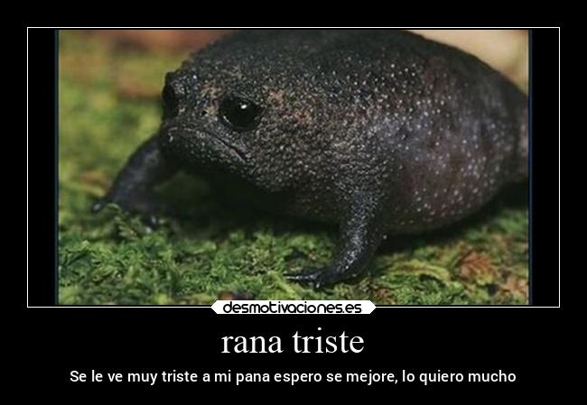 rana triste - Se le ve muy triste a mi pana espero se mejore, lo quiero mucho