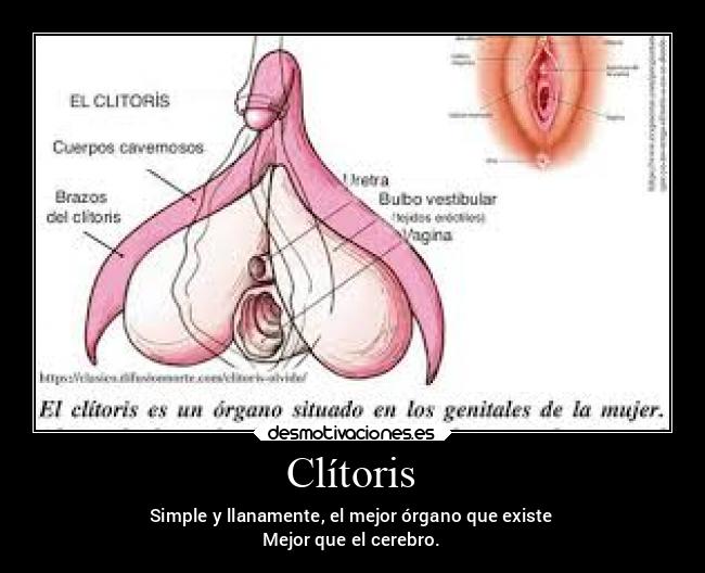 Clítoris - Simple y llanamente, el mejor órgano que existe
Mejor que el cerebro.