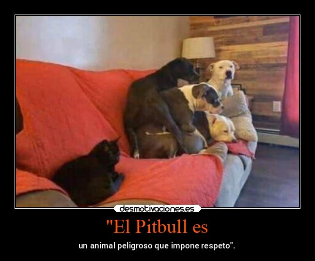 El Pitbull es - un animal peligroso que impone respeto.