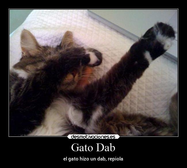 Gato Dab -