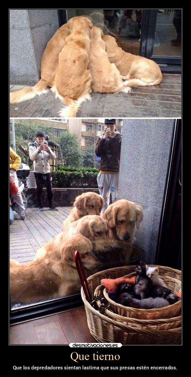 carteles animales libertad sentimientos depredadores presas lastima desmovivetodavia2020 desmotivaciones