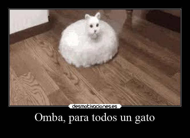 Omba, para todos un gato -