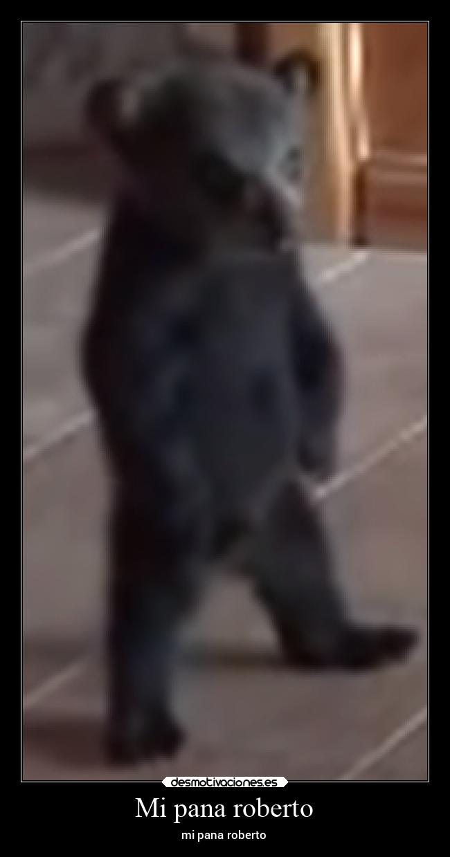 Mi pana roberto - mi pana roberto