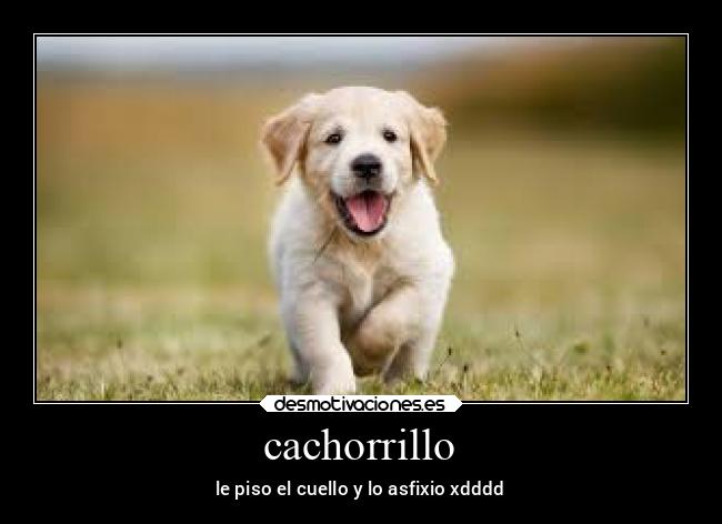 cachorrillo - le piso el cuello y lo asfixio xdddd