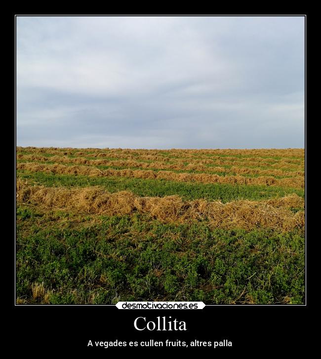 Collita - A vegades es cullen fruits, altres palla