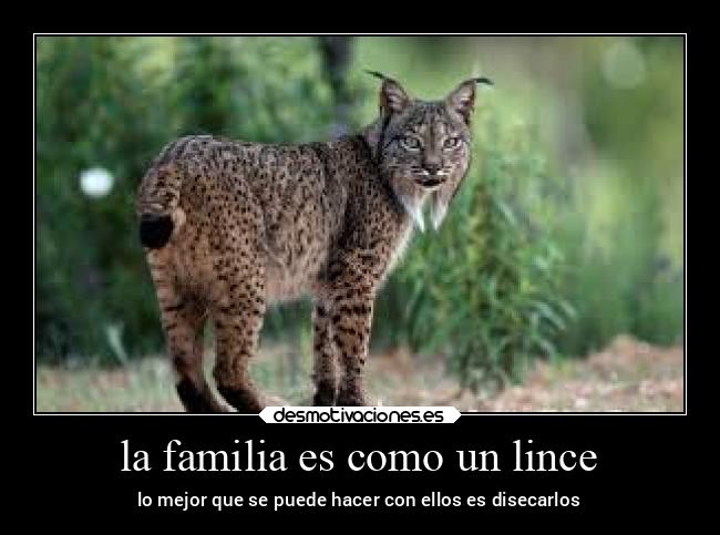 la familia es como un lince - lo mejor que se puede hacer con ellos es disecarlos