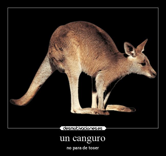 un canguro - no para de toser