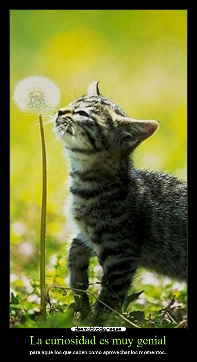 carteles vida chopper igbt desmovivetodavia2020 desmotivaciones