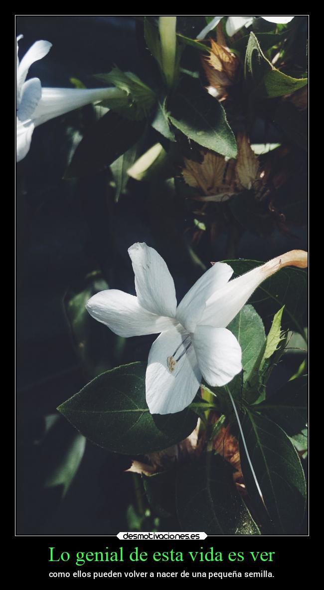 Lo genial de esta vida es ver -