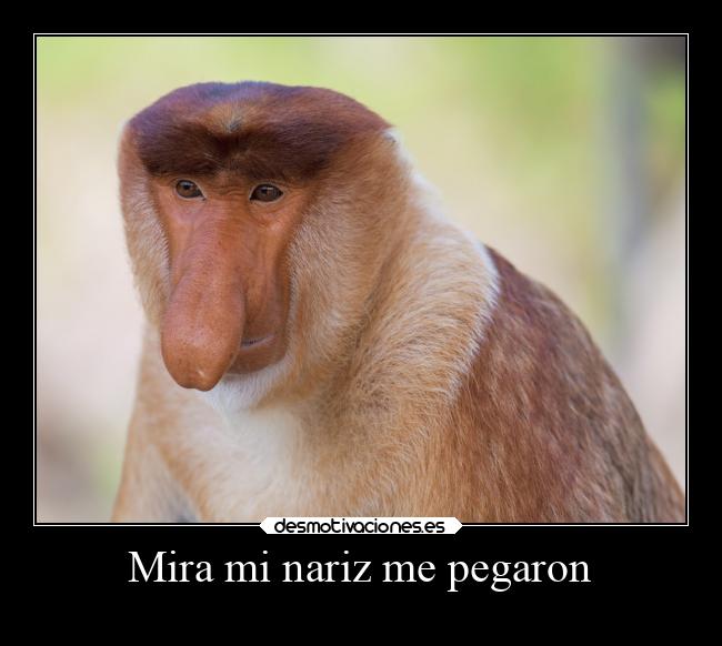 Mira mi nariz me pegaron - 