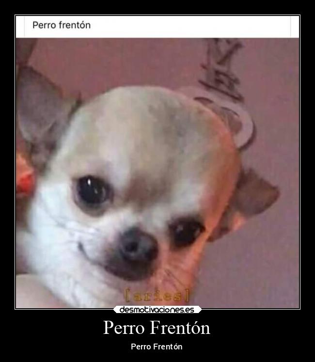 Perro Frentón - Perro Frentón