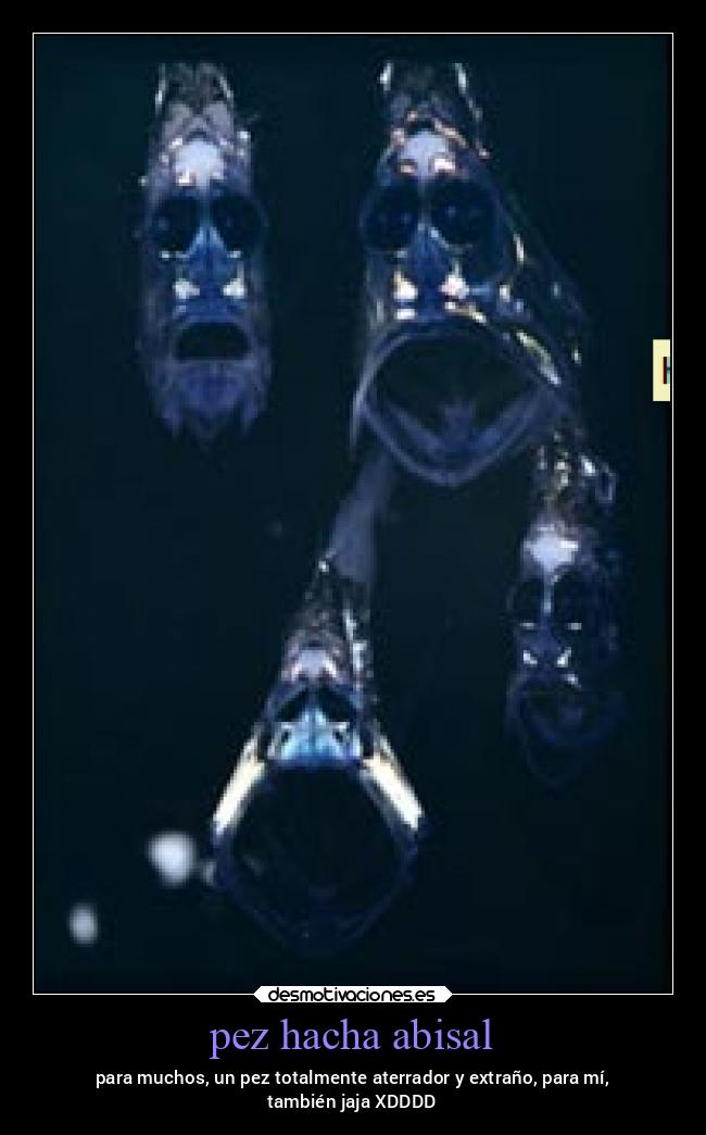 pez hacha abisal - para muchos, un pez totalmente aterrador y extraño, para mí,
también jaja XDDDD