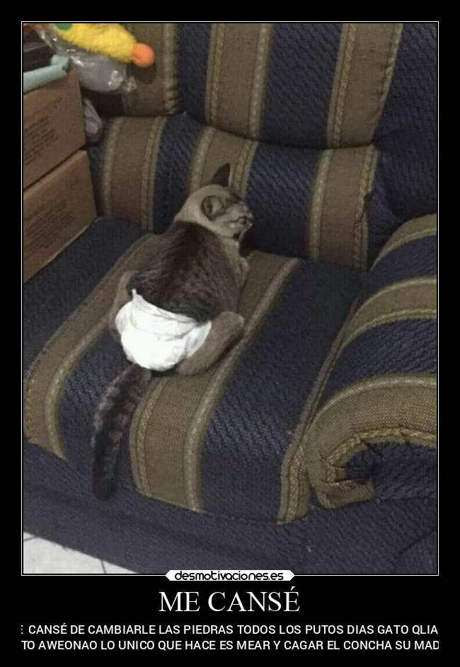 carteles animales ygatos que cagan desmotivaciones