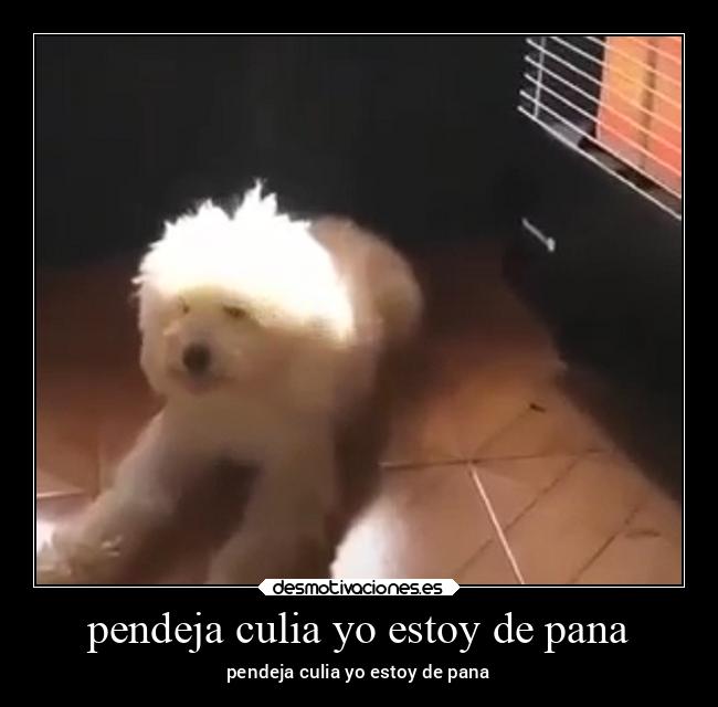 pendeja culia yo estoy de pana - 