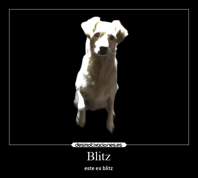 Blitz - 