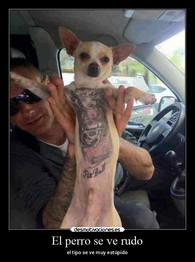 El perro se ve rudo - el tipo se ve muy estúpido