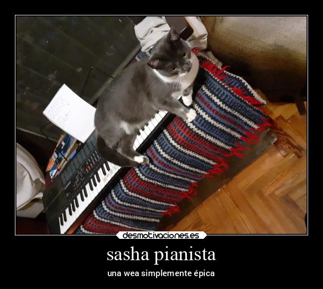 carteles gatos desmotivaciones