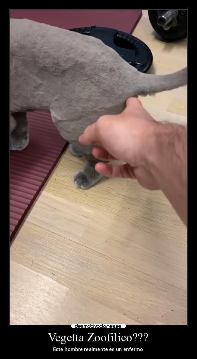 carteles gatos desmotivaciones