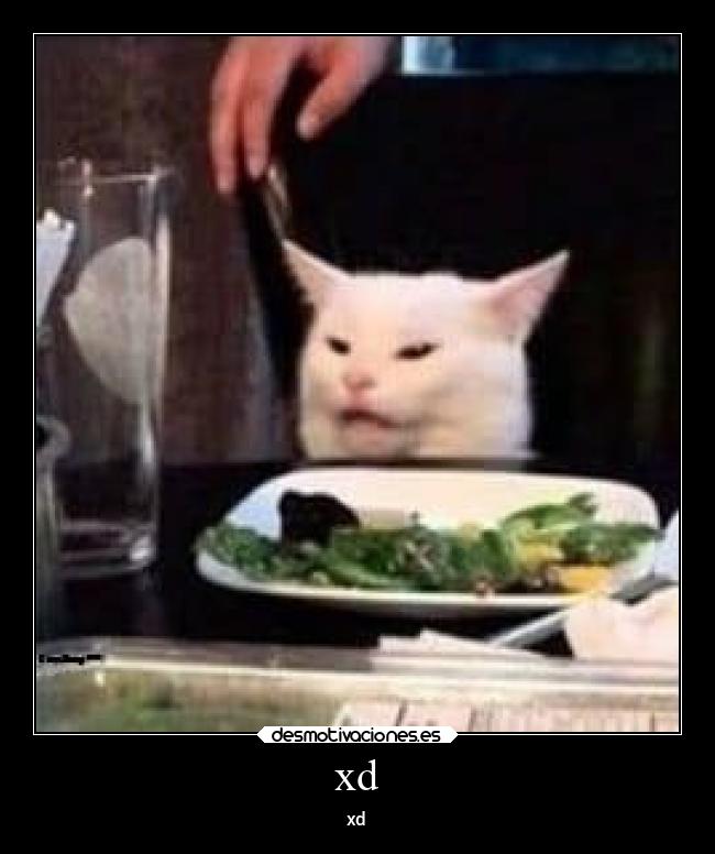 carteles gatos desmotivaciones