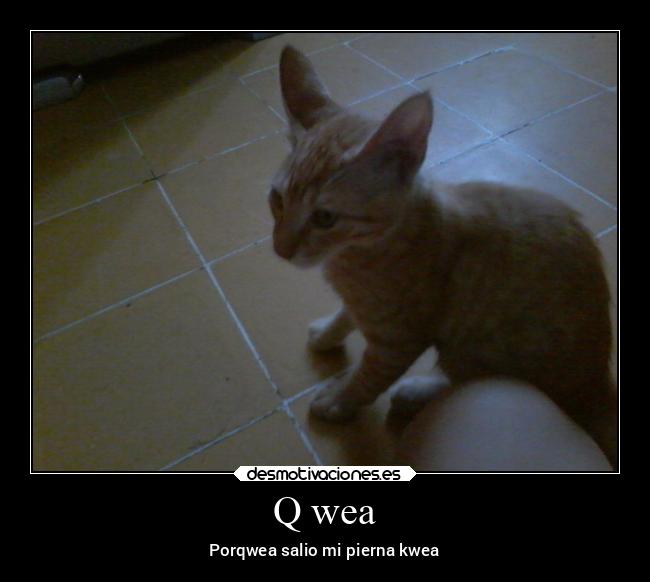 carteles memes curifeo xuxa desmotivaciones