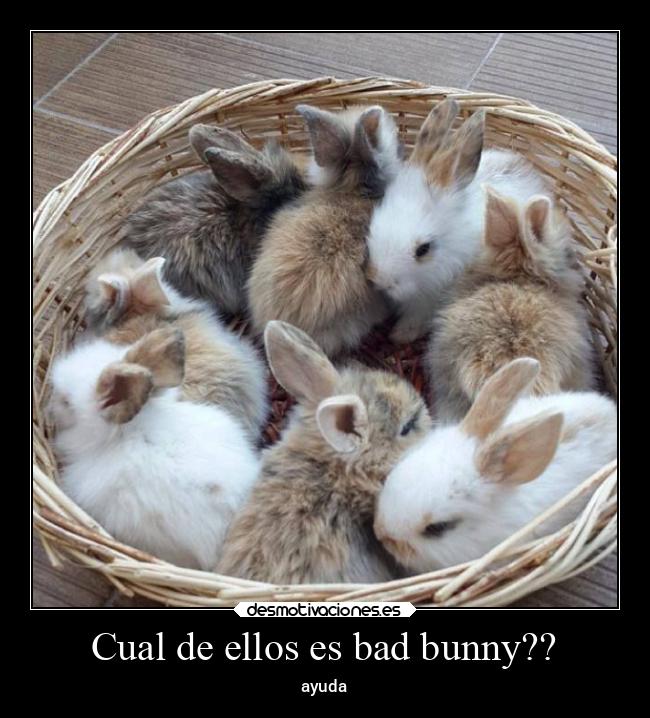 Cual de ellos es bad bunny?? - ayuda