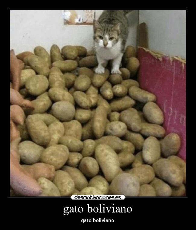 carteles animales gatos bolivia bolivianos desmotivaciones