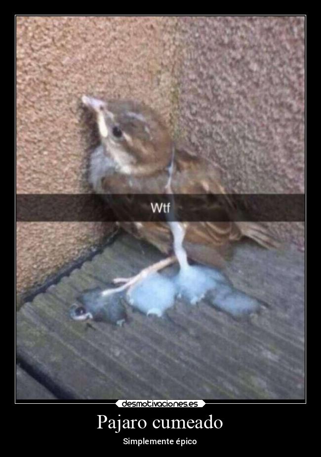 Pajaro cumeado - 