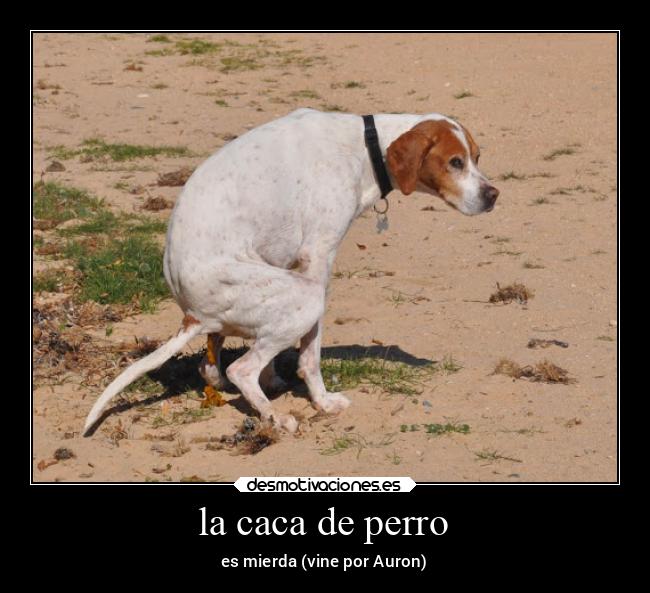 carteles animales desmotivaciones