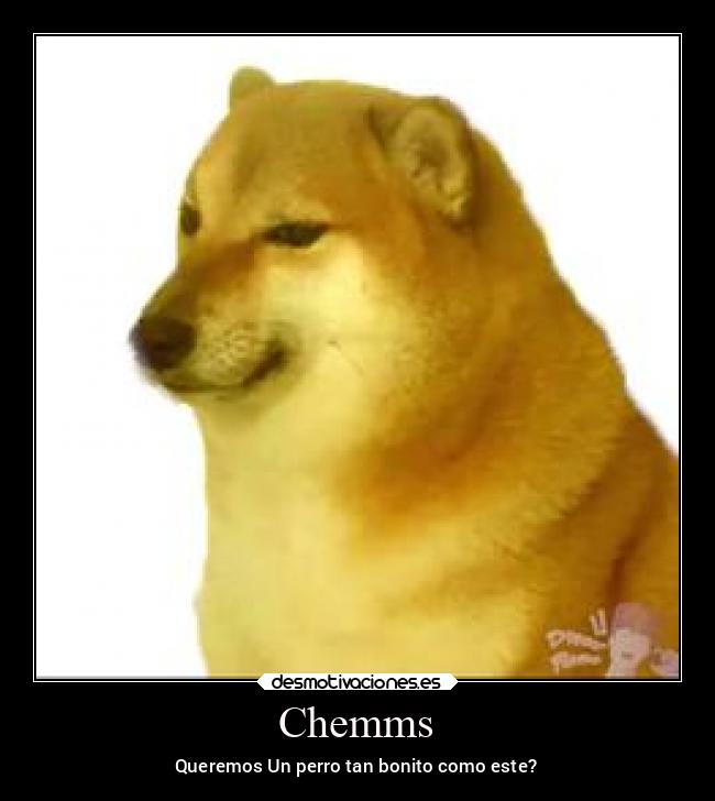 Chemms - Queremos Un perro tan bonito como este?