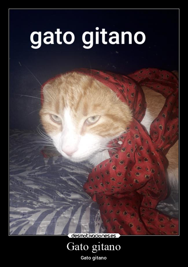 carteles gatos gitano desmotivaciones