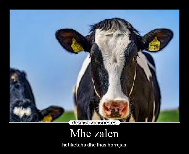 carteles vida vacaslocas etiquetas orejas desmotivaciones