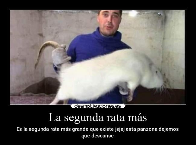 La segunda rata más - Es la segunda rata más grande que existe jsjsj esta panzona dejemos
que descanse