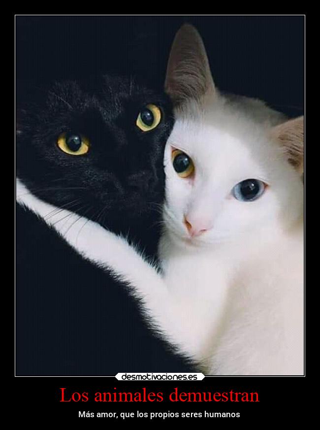 Los animales demuestran - Más amor, que los propios seres humanos