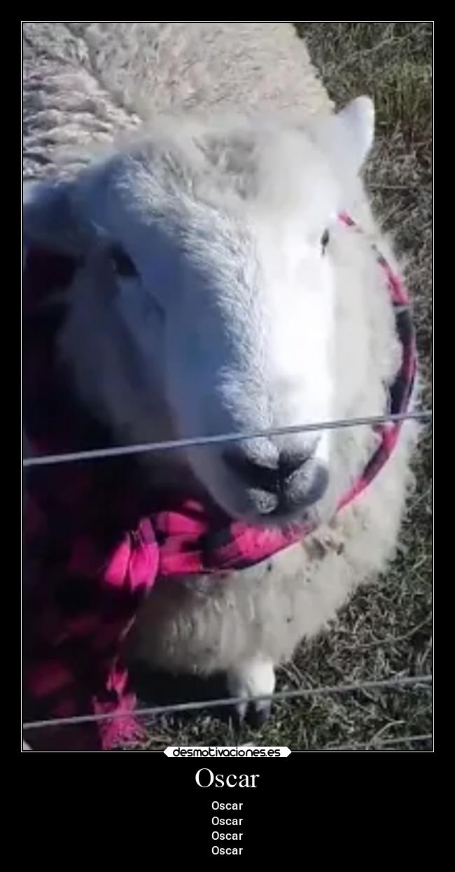 carteles animales desmotivaciones