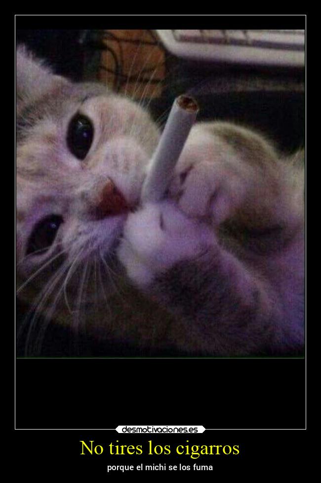 No tires los cigarros - porque el michi se los fuma
