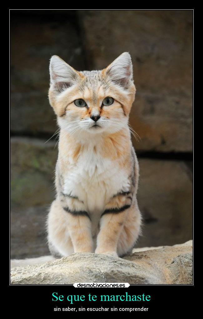 Se que te marchaste - sin saber, sin escuchar sin comprender