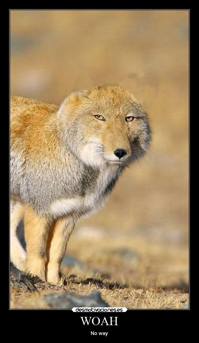 carteles llorar desmotivaciones