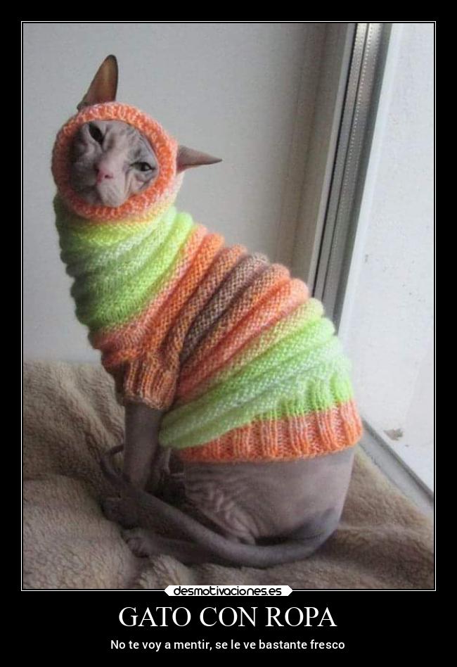 GATO CON ROPA -