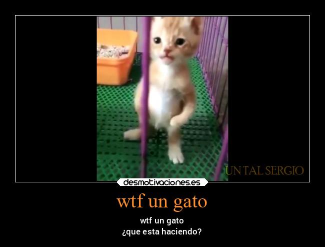 wtf un gato - wtf un gato
¿que esta haciendo?