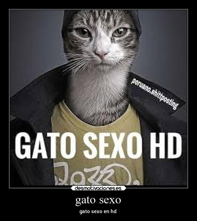 gato sexo - gato sexo en hd