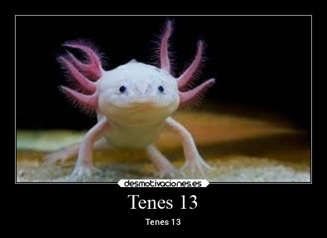 Tenes 13 - 