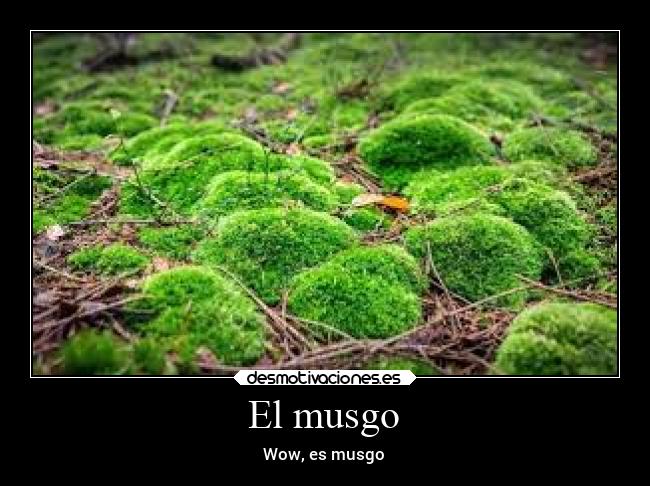El musgo - Wow, es musgo