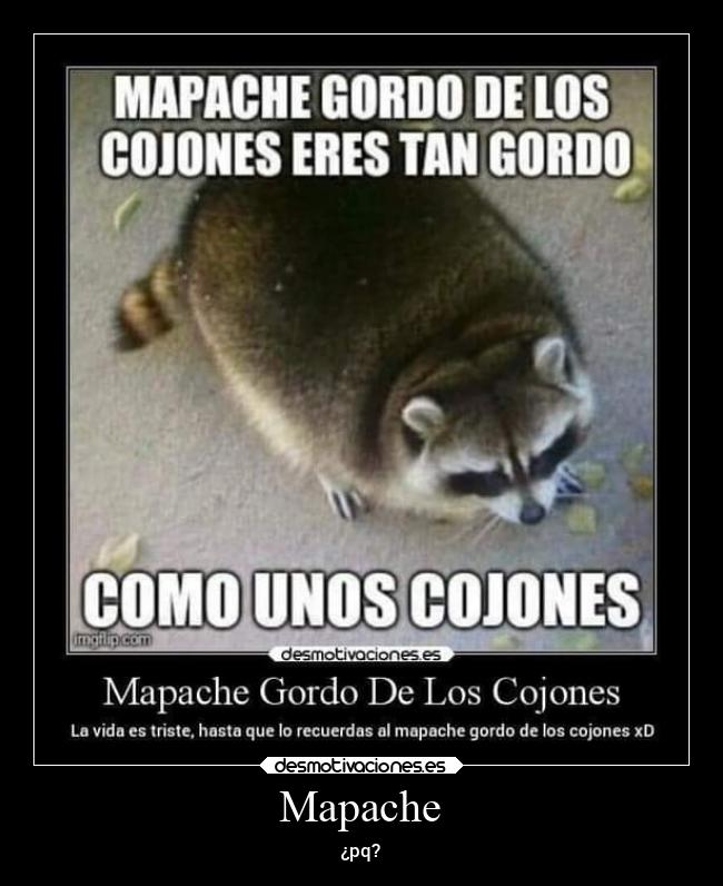 Mapache - ¿pq?