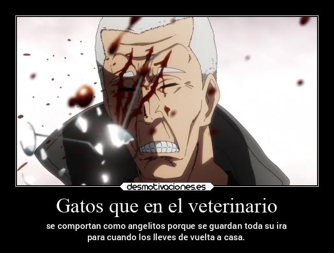 Gatos que en el veterinario - se comportan como angelitos porque se guardan toda su ira
para cuando los lleves de vuelta a casa.