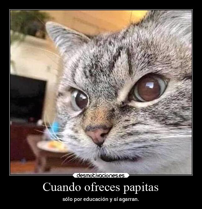 carteles gatos graciosas humor desmotivaciones