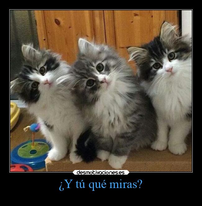 ¿Y tú qué miras? -